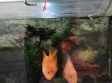 Akvarium və balıqlar