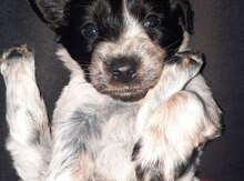Koker spaniel 