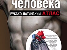 Анатомия человека: Русско-латинский атлас 