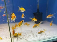 Oranda balıqları