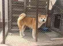 Akita-inu