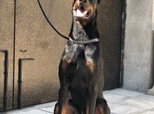 Doberman (cütləşdirmək üçün)