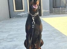 Doberman 