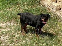 Rotveyler 