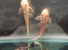 Albino sailfin pleco balığı