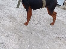 Doberman (cütləşdirmək üçün)