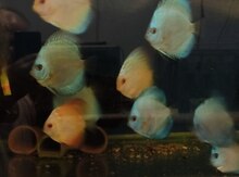 Diskus okean diamond 