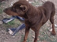 Doberman (cütləşdirmək üçün)