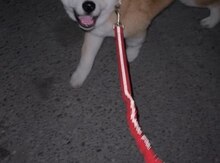 Akita-inu