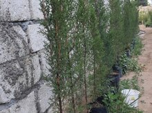Kiparis şam ağacı