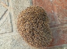 Kirpi