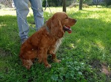 Koker spaniel