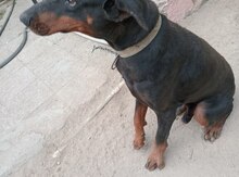 Doberman
