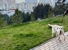 Labrador Retriver 