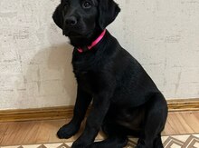 Labrador 