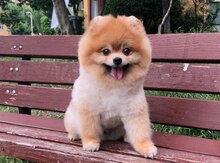 Pomeran boo
