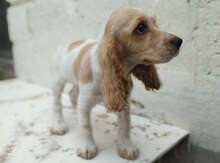 Koker spaniel 