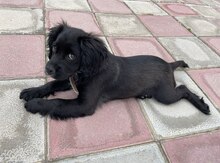 Koker spaniel balası