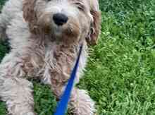Maltipoo