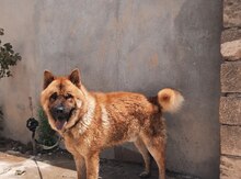 Akita-inu