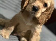 Koker spaniel balası 