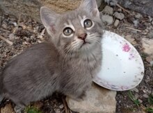 Pişik balası