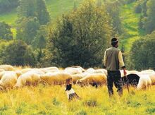 Çoban tələb olunur