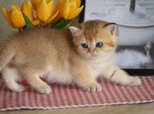 Золотая британская шиншилла 