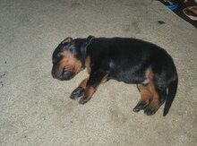 Doberman balası