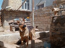 Qafqaz ovçarkası