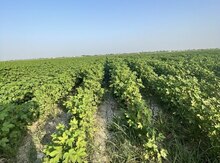 20000 sot torpaq sahəsi, Salyan r.