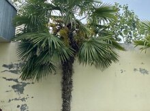 Palma agacı