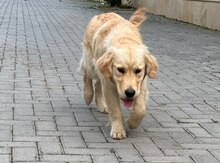 Qızılı Retriver 
