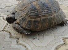 Tısbağa