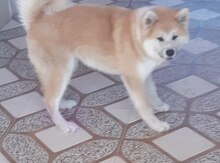 Akita-inu