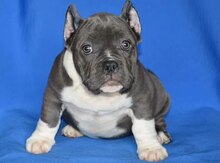 Булли (Bully)