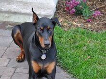 Doberman 