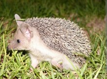 Kirpi