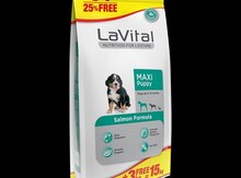 "Lavital puppy" it yemi