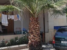 Vaşinqton palma ağacı