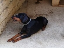 Doberman