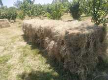 Ot presi