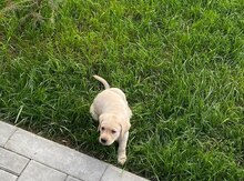 Labrador retriver balası