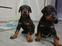 Doberman