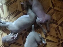 Pitbul balaları