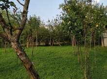 8 sot torpaq sahəsi, Qax r.