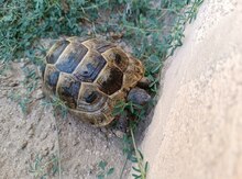 Tısbağa