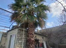 Palma ağacı 
