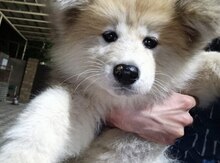 Akita-inu