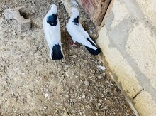 Göyərçinlər